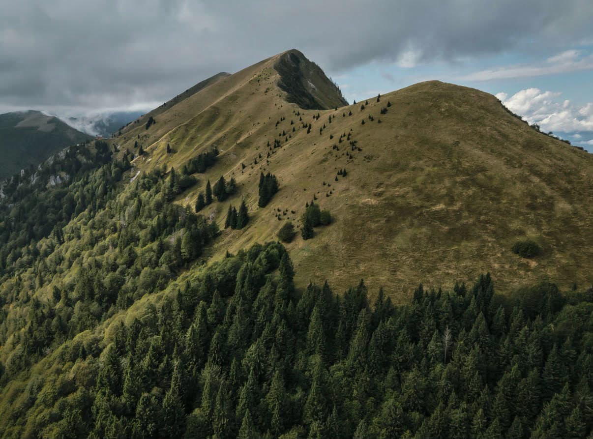 Arête herbeuse et forêt de conifères en montagne